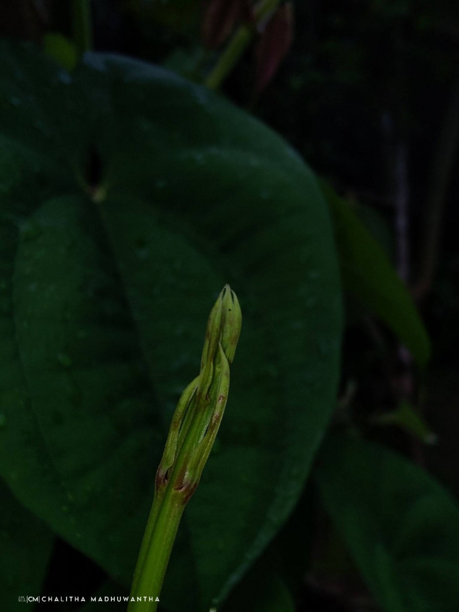 Dioscorea alata L.